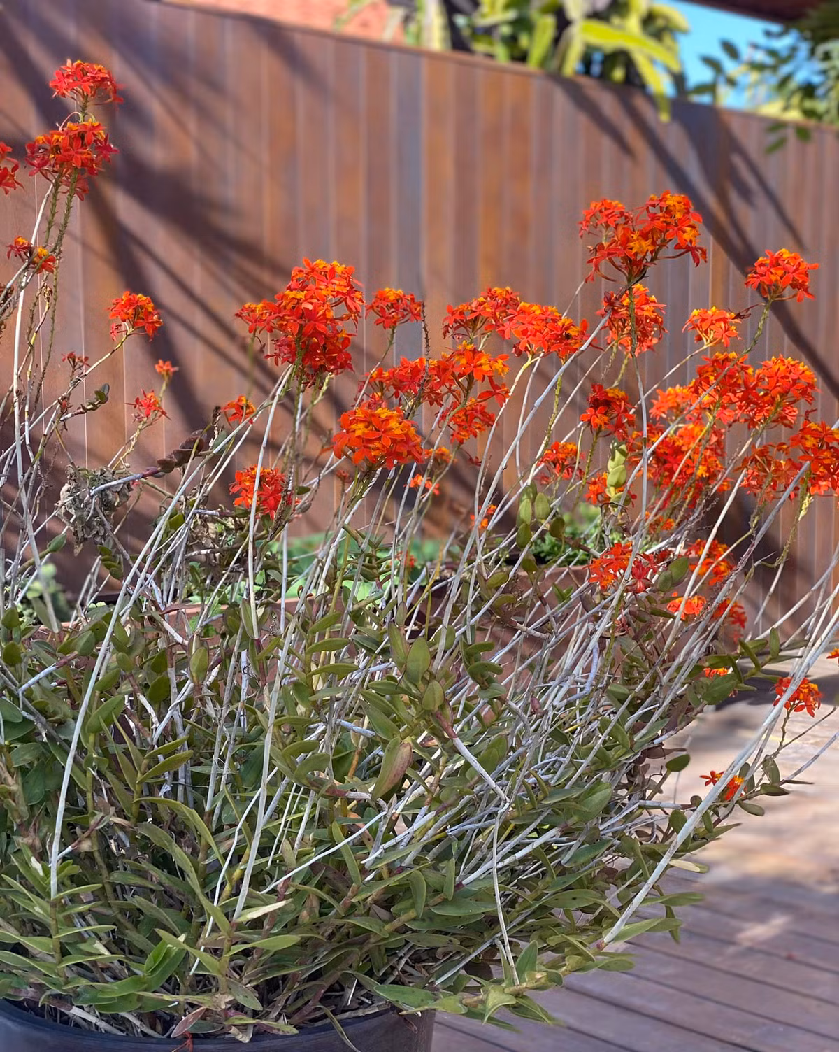 Chậu lan bung nở quanh năm và rực rỡ nhất vào mùa xuân.