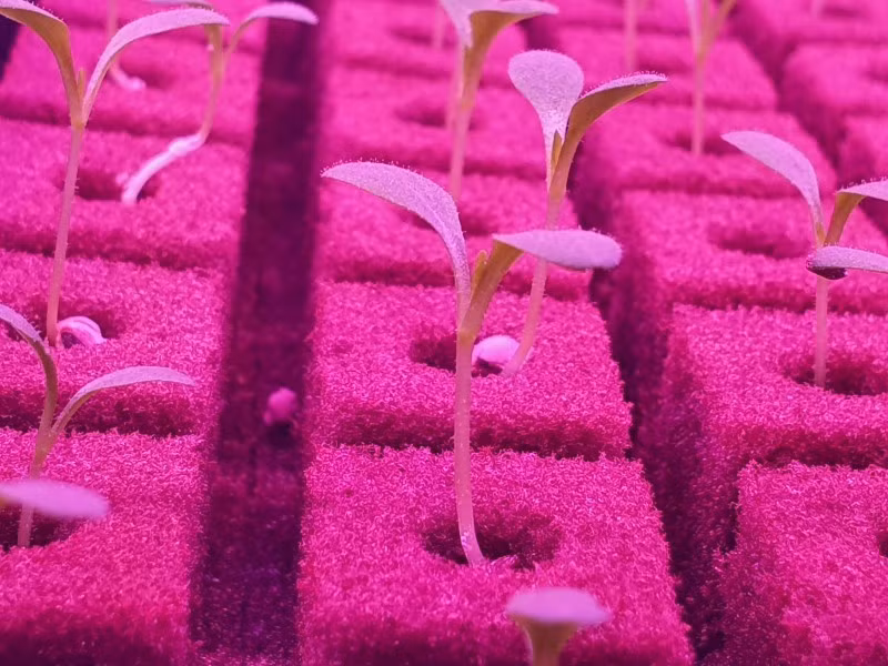 Nằm gần Sân bay Quốc tế Al Maktoum tại Dubai World Central, cơ sở này rộng 330.000m2 được thiết kế để sản xuất hơn 1 triệu kg rau lá xanh chất lượng cao hàng năm.