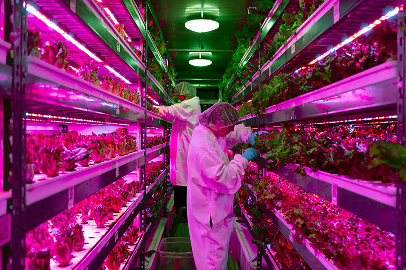 Hành khách bay trên Emirates và các hãng hàng không khác có thể mua những loại rau lá xanh ngon này, bao gồm rau diếp, rau trộn salad và rau bina, trên các chuyến bay từ tháng 7 này.