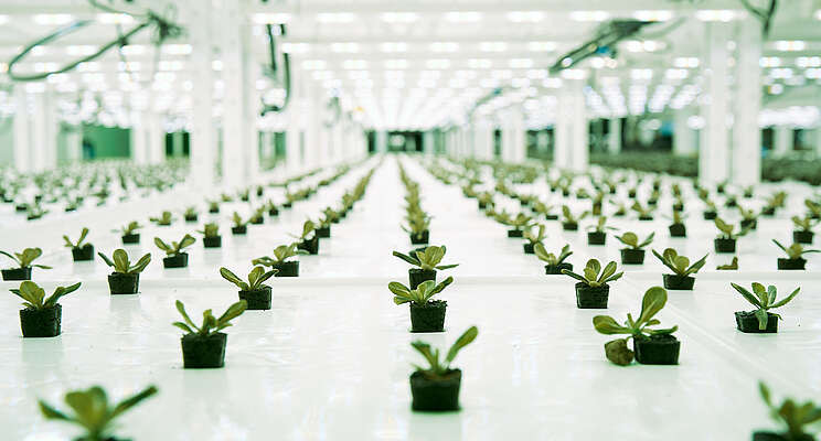 Nước hóa hơi được thu hồi và tái chế vào hệ thống, giúp tiết kiệm 250 triệu lít nước mỗi năm so với canh tác ngoài trời.