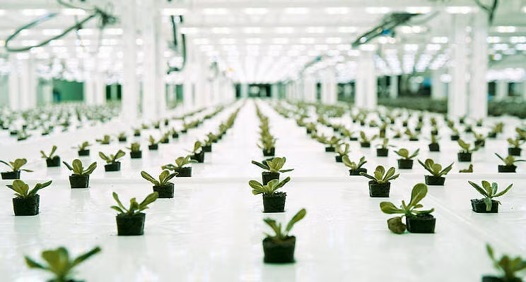 Nước hóa hơi được thu hồi và tái chế vào hệ thống, giúp tiết kiệm 250 triệu lít nước mỗi năm so với canh tác ngoài trời.