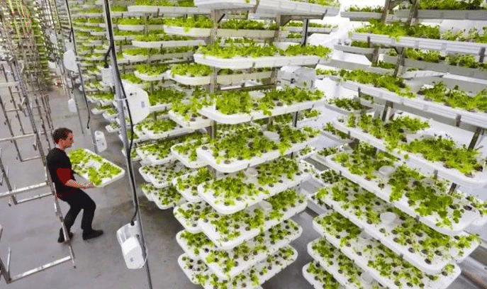 Những sản phẩm này cũng sẽ sớm có sẵn cho người tiêu dùng UAE trên mặt đất, trong các siêu thị. Trang trại cũng đang có kế hoạch trồng vá bán các loại trái cây tươi.