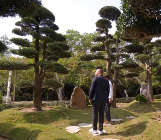 Bao quanh căn biệt thự là 1 khu vườn rộng rãi với vô số loại bonsai khác nhau như tùng, me, lộc vừng, phi lao và thậm chí là hồng xiêm...Ảnh chụp màn hình