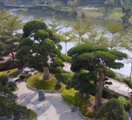 Một số cây có tuổi đời lên đến hơn 100 năm, có cây cao hơn 1m và sở hữu tuổi đời 700 năm...Ảnh chụp màn hình