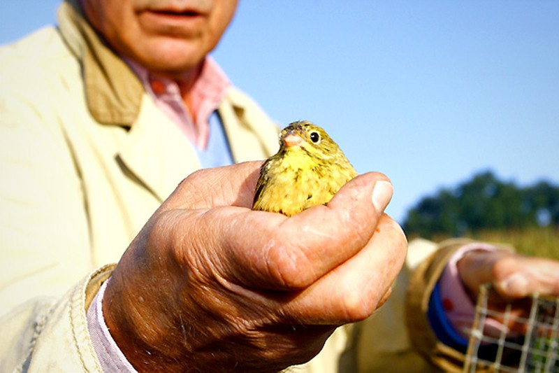 Vào mùa di cư khi chim bay về châu Phi, nhiều người giăng bắt chúng trên những cánh đồng, sau đó nhốt chúng vào một chiếc lồng nhỏ và tẩm béo chúng hết mức có thể.