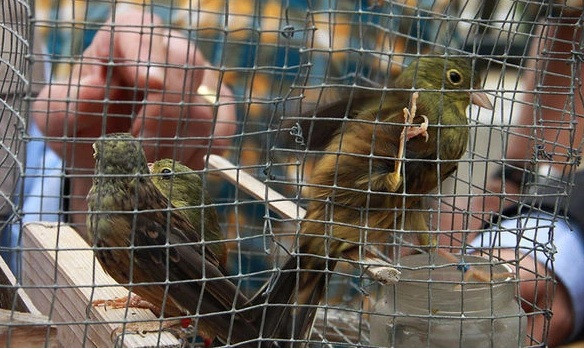 Chúng sẽ bị nhốt trong bóng tối 21 ngày và đôi khi bị chọc mù, khiến chúng chỉ biết mò mẫm tìm kiếm những hạt kê, nho trong bóng tối.