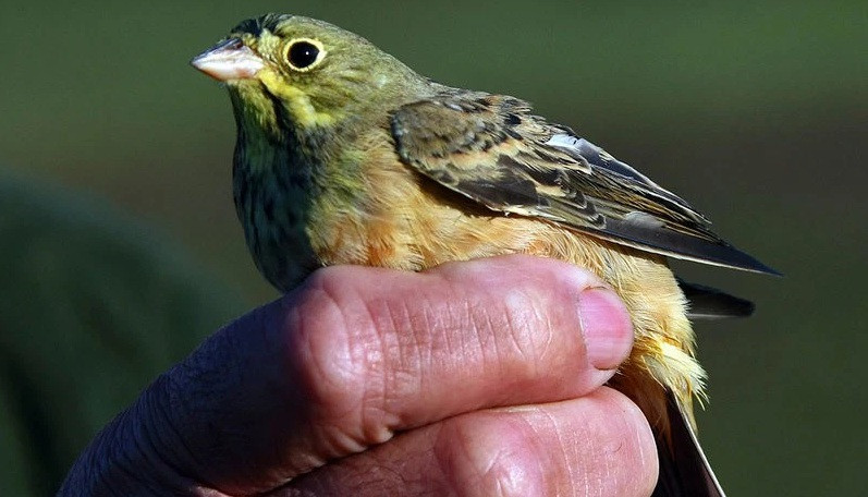 Hàng chục con chim tội nghiệp bị nhét vào một cái lồng đến mức chúng không thể di chuyển và chỉ biết ăn suốt ngày mà không thể vận động.