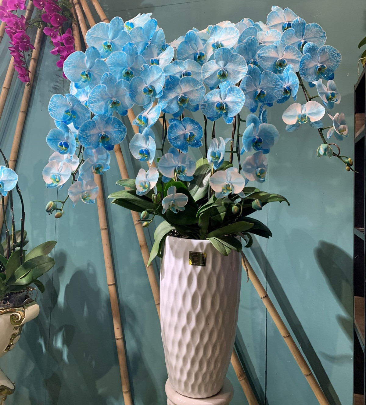 Chị Lệ (Ba Đình, Hà Nội) cho biết cách đây nhiều năm đã được thấy những chậu lan hồ điệp hoa màu xanh của Pháp và Hà Lan nhưng gần đây mới thấy bán ở Việt Nam. Ảnh: AmOrchid