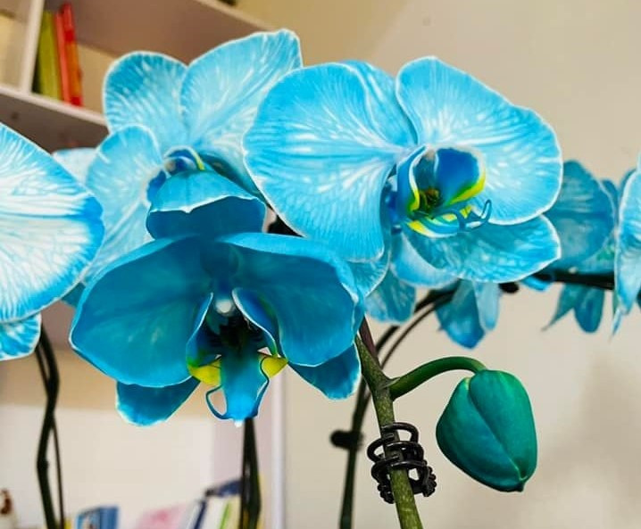 Nếu như các gia đình thường mua chậu nhỏ giá 3-5 triệu đồng thì doanh nghiệp chọn những chậu lớn với số lượng từ 25-50 cây giá tới vài chục triệu đồng. Tuy nhiên, số lượng khách đặt chậu đắt tiền rất ít. Ảnh: Dân Việt