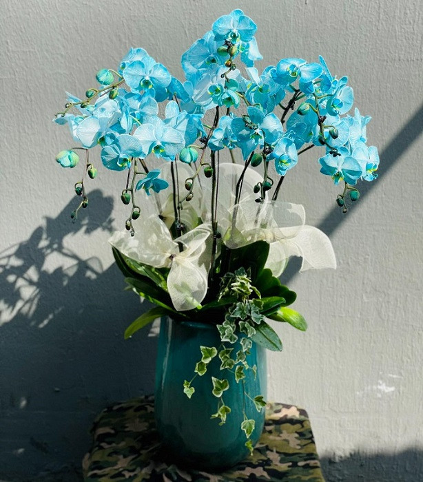 Để tạo không gian mới mẻ cho ngày Tết, chị Lệ đã đặt mua một chậu lan hồ điệp màu xanh nhỏ với giá 4 triệu đồng. Ảnh: Dân Việt