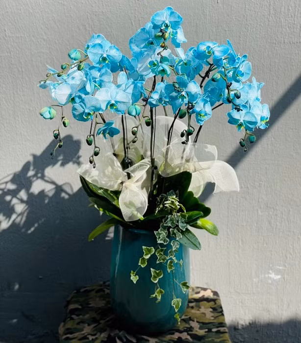 Để tạo không gian mới mẻ cho ngày Tết, chị Lệ đã đặt mua một chậu lan hồ điệp màu xanh nhỏ với giá 4 triệu đồng. Ảnh: Dân Việt