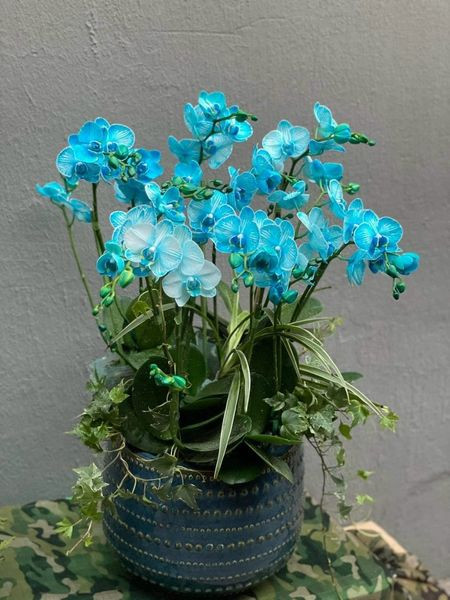 Trong số các loại lan hồ điệp nổi bật lên loại lan hồ điệp màu xanh lam lạ mắt. Ảnh: Facebook