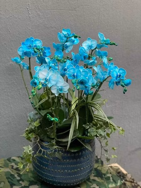 Trong số các loại lan hồ điệp nổi bật lên loại lan hồ điệp màu xanh lam lạ mắt. Ảnh: Facebook