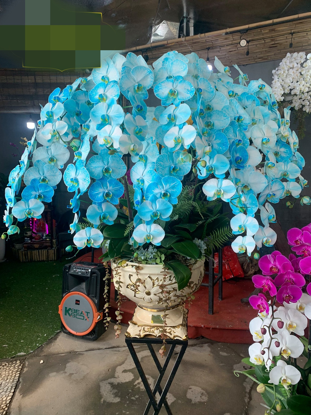 Theo một chủ tiệm hoa ở Hà Nội, lan hồ điệp màu xanh này xuất hiện trên thị trường hoa Tết từ năm ngoái nhưng ít được chú ý. Ảnh: AmOrchid