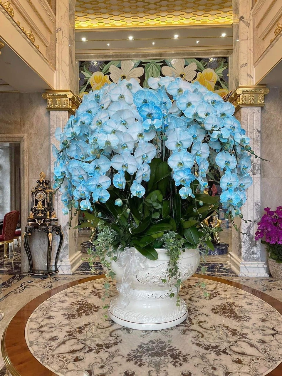 Lan hồ điệp thường có các màu sắc như trắng, tím, vàng, hồng, đỏ, cam...Vì thế, loại lan hồ điệp màu xanh đặc biệt mới xuất hiện khiến nhiều người thích thú và đặt mua về chơi. Ảnh: Facebook