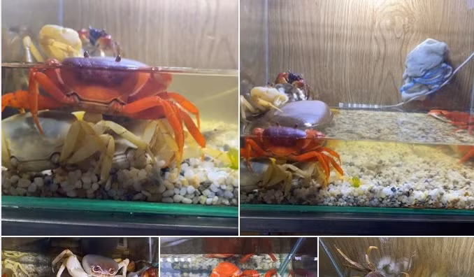 Người tiêu dùng dễ dàng tìm kiếm loại cua này trên các nền tảng mạng xã hội chỉ với vài từ khóa cơ bản như "cua kiểng", "cua cảnh". Ảnh chụp màn hình