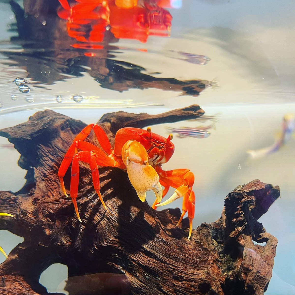 Loại cua này vô hại, khi thuần hoá có thể nuôi bán cạn hoặc thả trong bể cá cảnh. Ảnh: Cua Kiểng Shop