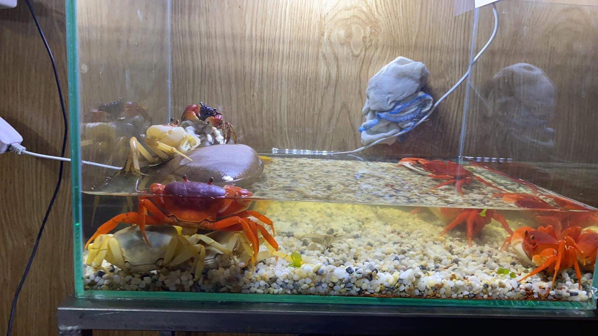 Chi hơn 1 triệu đồng để mua 5 con cua kiểng về thả bể, anh Linh (Thanh Xuân, Hà Nội) phải hỏi kỹ người bán về cách chăm sóc, môi trường sống. Người bán cho biết, cua kiểng chỉ cần cho ăn đúng bữa, cung cấp đủ ô xy. Ảnh: Facebook