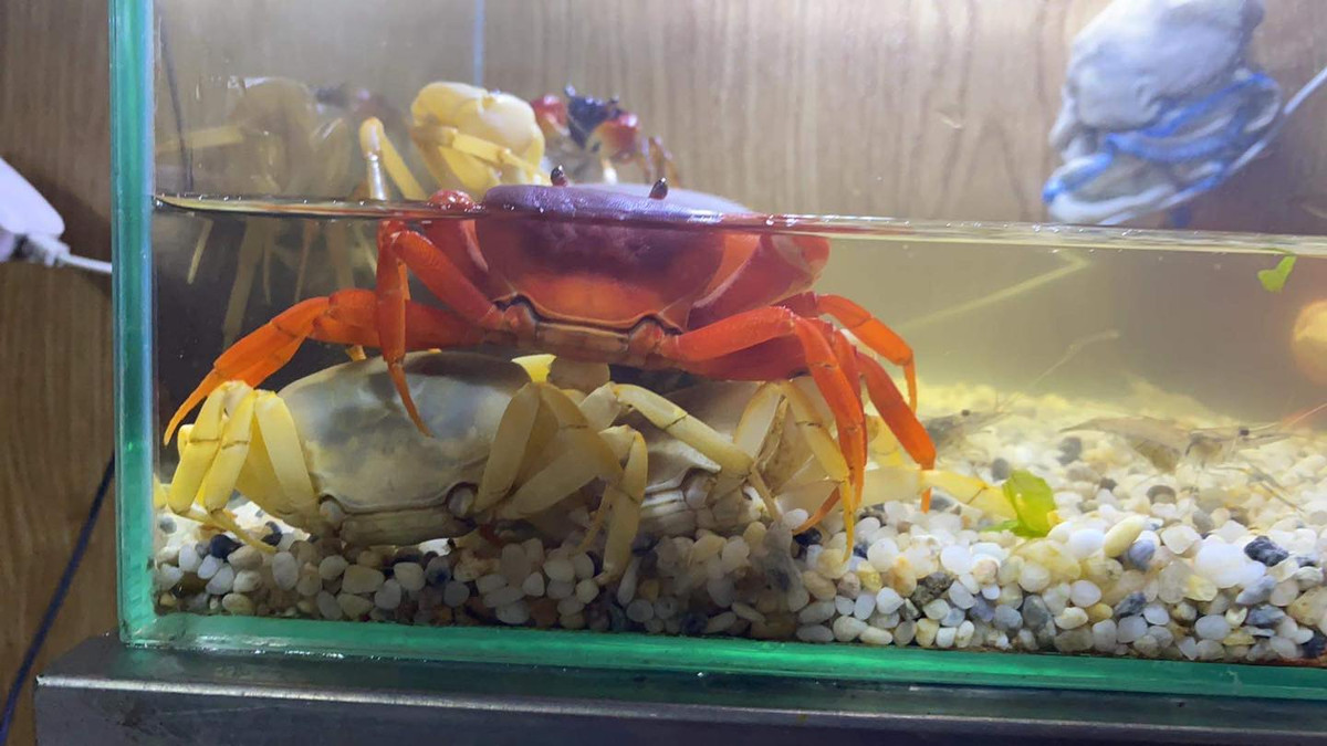 Cua kiểng, tên tiếng Anh là cua Hainan potamon, nguồn gốc Đông Dương (không phải loại động vật ngoại lai xâm hại), sống trong môi trường nước ngọt. Ảnh: Cua Kiểng Shop