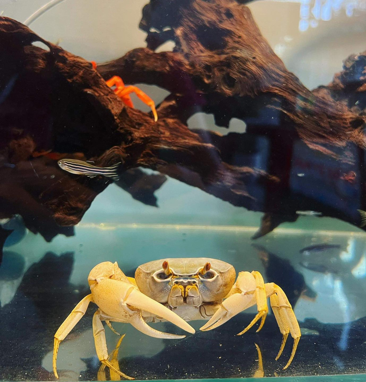 Giá cua kiểng dao động từ vài chục đến vài trăm nghìn đồng/con, tùy kích cỡ và màu sắc. Ảnh: Cua Kiểng Shop