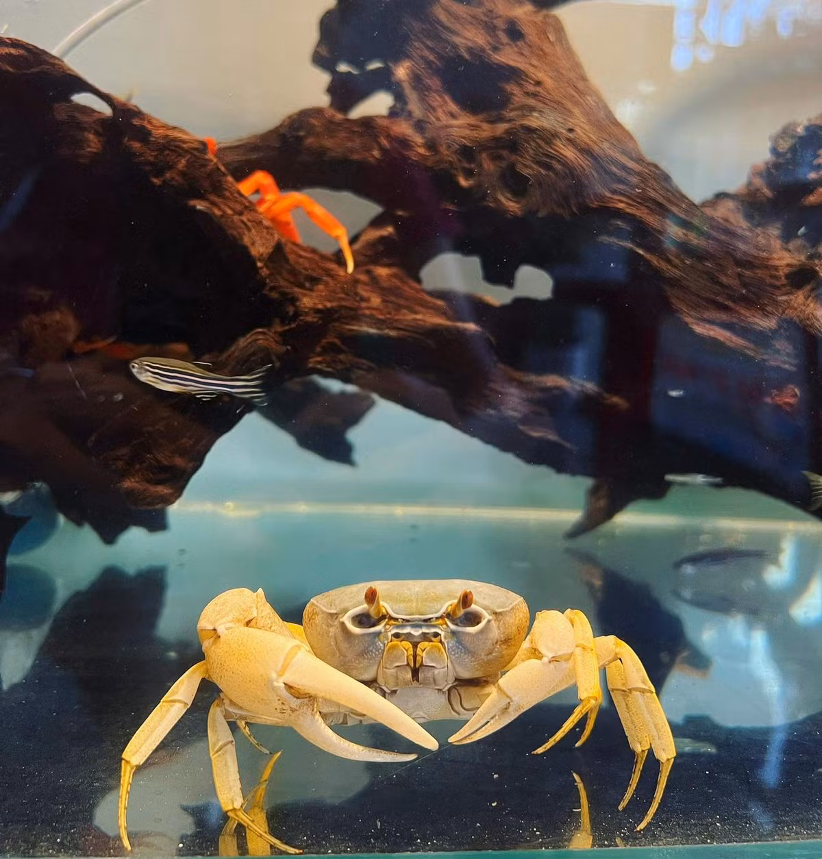 Giá cua kiểng dao động từ vài chục đến vài trăm nghìn đồng/con, tùy kích cỡ và màu sắc. Ảnh: Cua Kiểng Shop