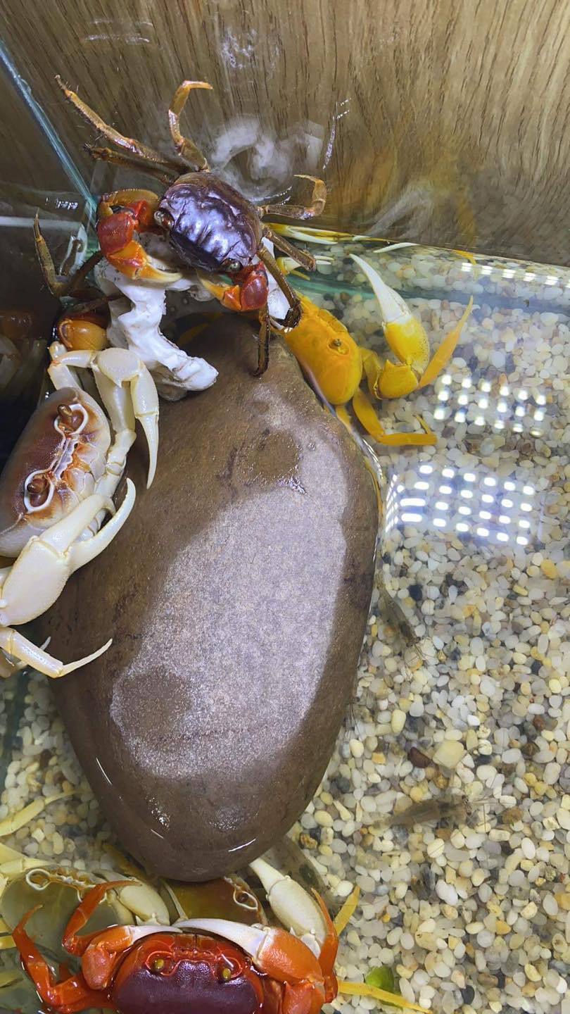 Theo một cửa hàng cua kiểng ở Hà Nội, loại cua size 3cm giá 80.000 đồng, size 4cm là 120.000 đồng, size 5cm là 180.000 đồng, size 6cm là 200.000 đồng và size 7cm là 350.000 đồng. Ảnh: Facebook