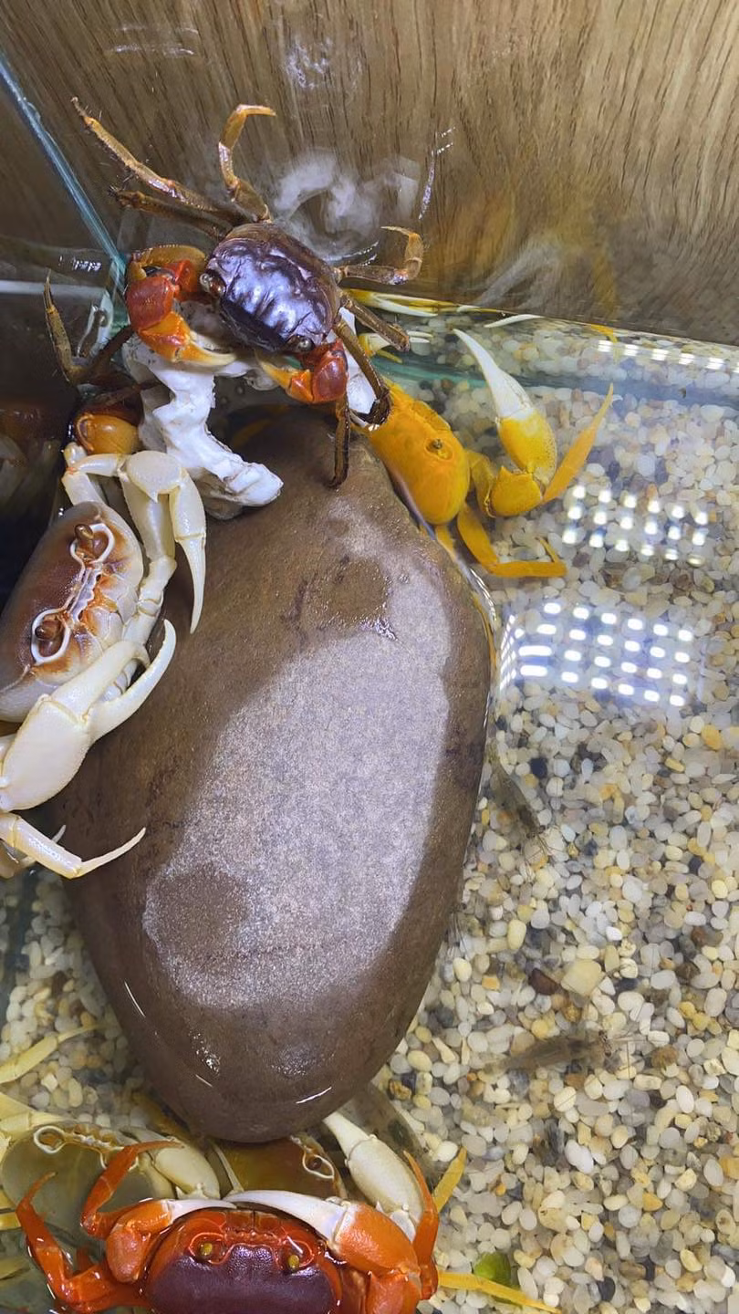 Theo một cửa hàng cua kiểng ở Hà Nội, loại cua size 3cm giá 80.000 đồng, size 4cm là 120.000 đồng, size 5cm là 180.000 đồng, size 6cm là 200.000 đồng và size 7cm là 350.000 đồng. Ảnh: Facebook