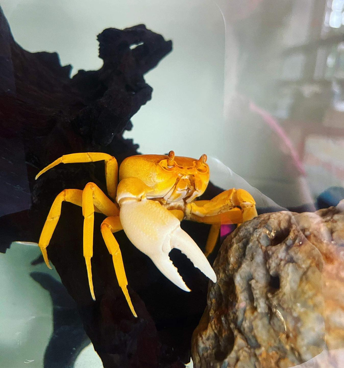 Cua kiểng có nhiều màu sắc khác nhau, điển hình là 4 màu: đỏ, vàng cam, xanh lá cây, xanh da trời...Nếu lai hoặc đột biến sẽ có màu bạch tạng, mắt đỏ. Ảnh: Facebook