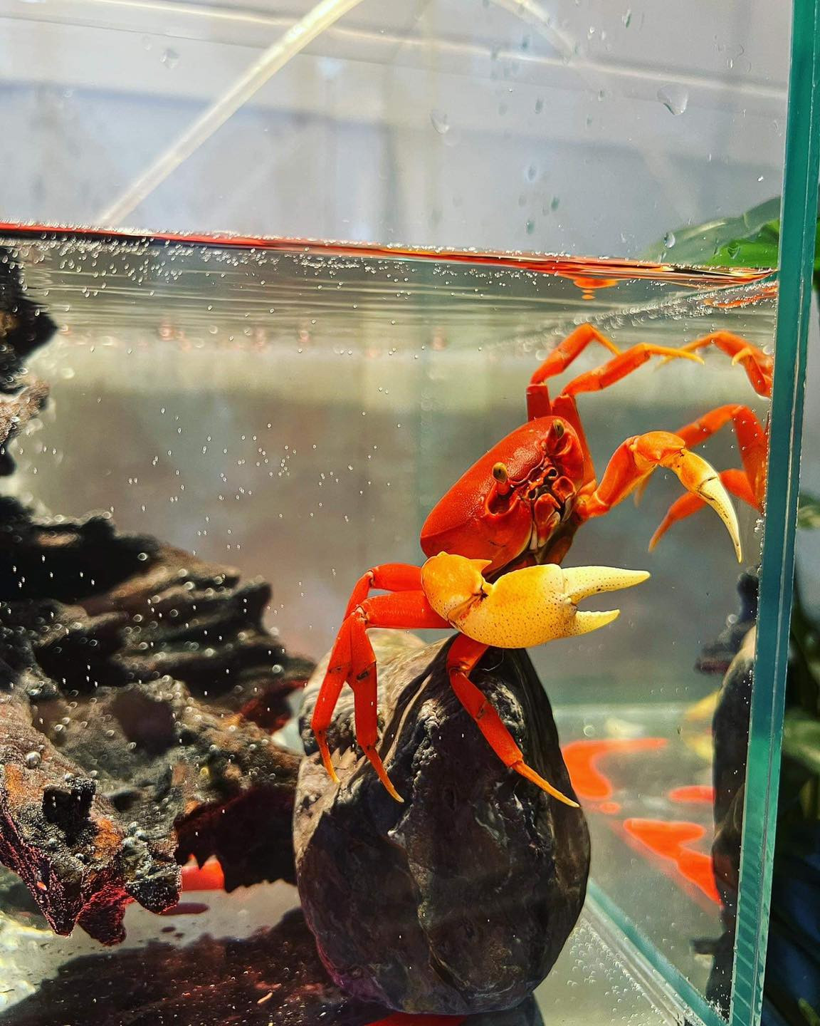 Cua cảnh có thể tìm thấy trong tự nhiên nhưng rất hiếm khi bắt được vì chúng sống sâu trong hốc đá sông, suối. Ảnh: Cua Kiểng Shop