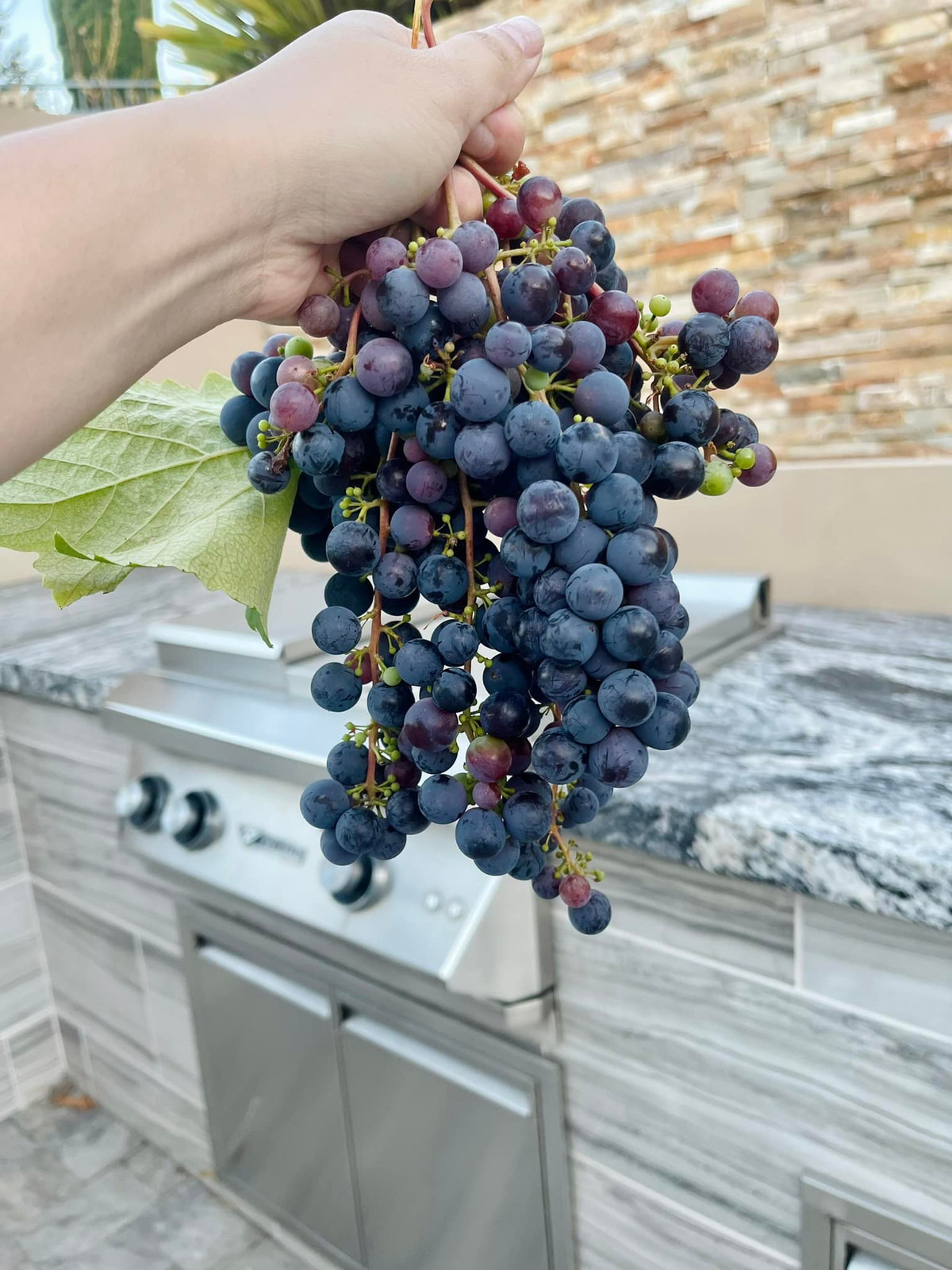 Những chùm nho tím được Thủy Tiên thu hoạch ở hàng rào quanh biệt thự.