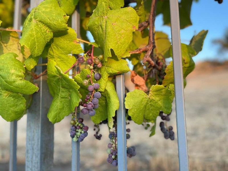 Được biết Thủy Tiên dùng nho để nấu rượu vang.