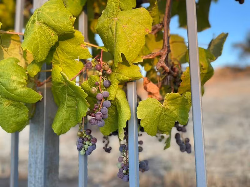 Được biết Thủy Tiên dùng nho để nấu rượu vang.