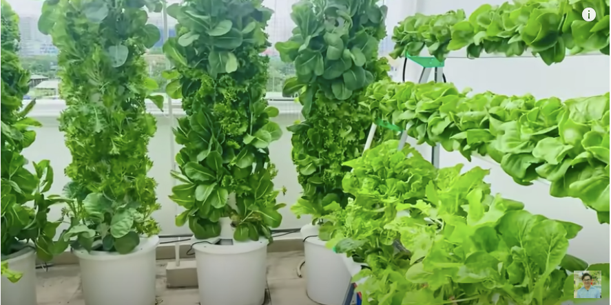 Những tháp rau xanh mướt khiến ai nấy đều trầm trồ.