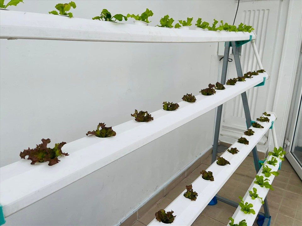 Vì công việc ở trường quay cũng như hoạt động thiện nguyện bận rộn, MC Đại Nghĩa chọn sử dụng hệ thống tưới tự động cũng như phương pháp trồng rau thủy canh giúp việc chăm sóc các loại rau được tiết kiệm thời gian hơn.