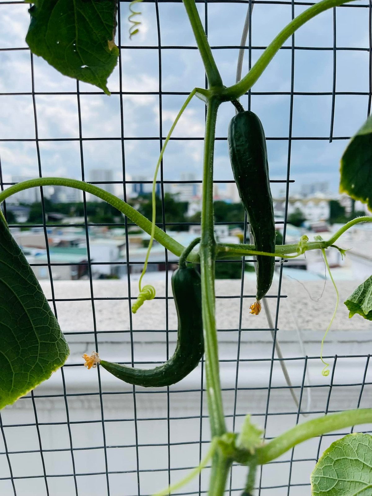 Dưa leo do chính nam nghệ sĩ tự tay trồng và chăm sóc.