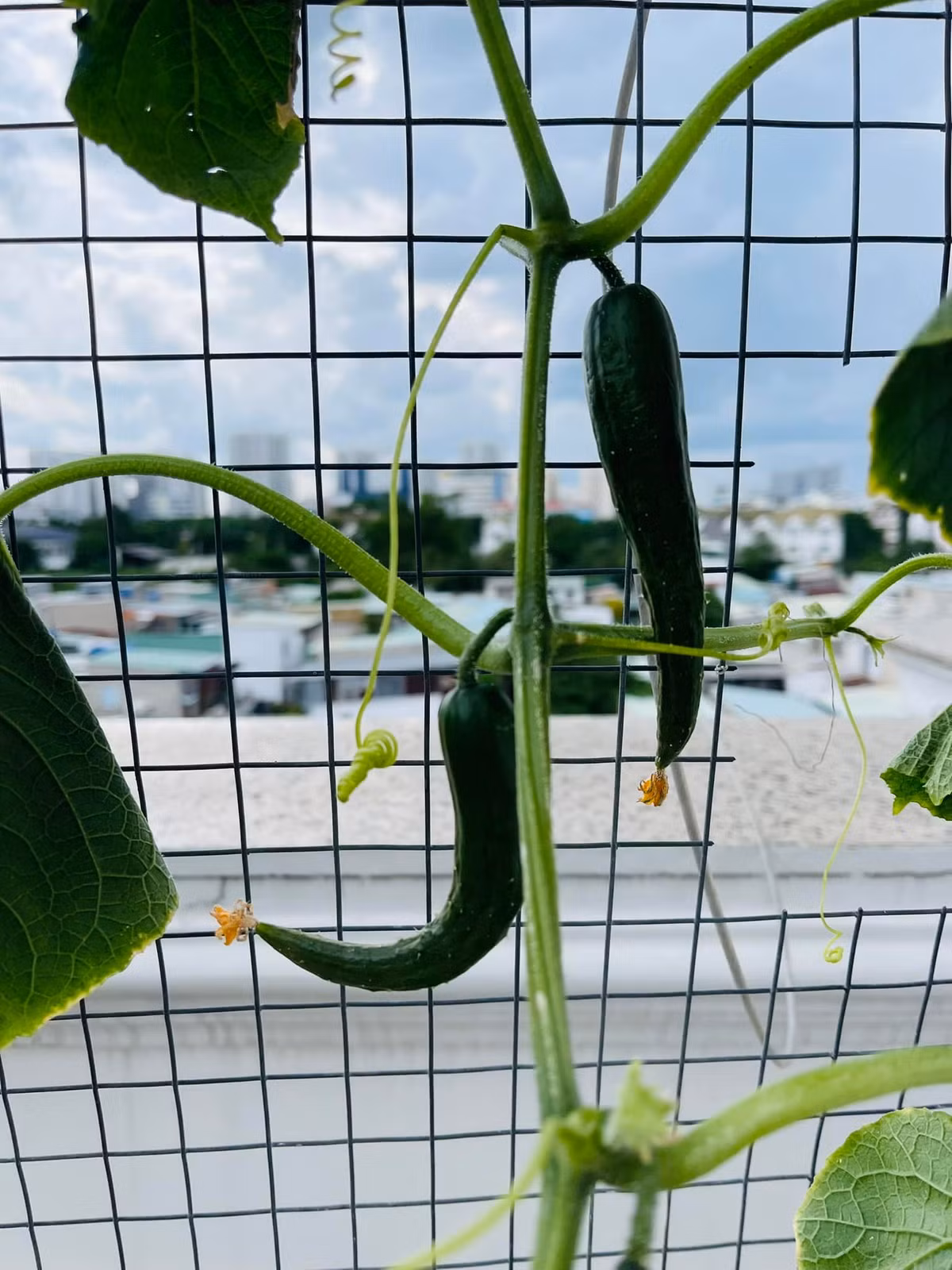 Dưa leo do chính nam nghệ sĩ tự tay trồng và chăm sóc.