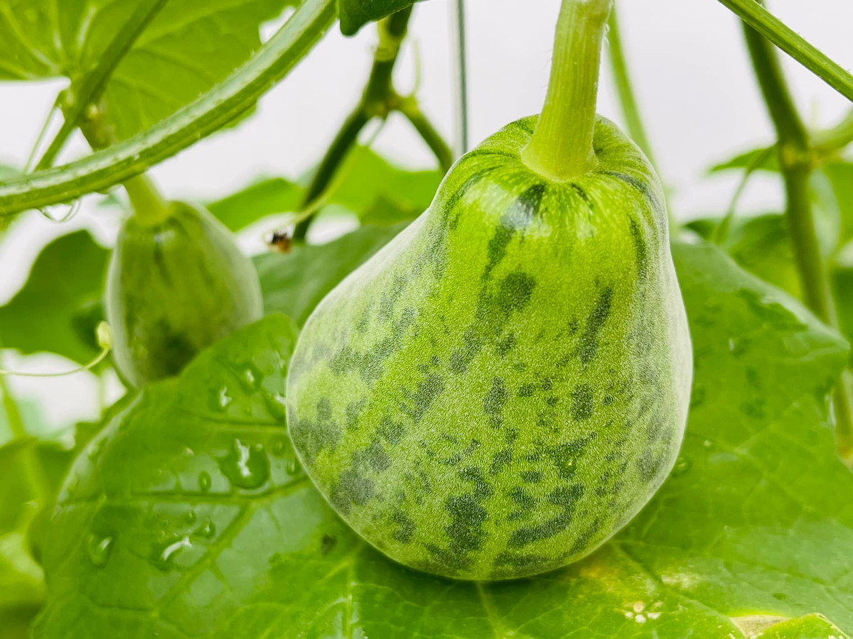 Ngoài rau, nam nghệ sĩ còn trồng thêm một số loại bầu, bí...để thay đổi món ăn theo ngày.