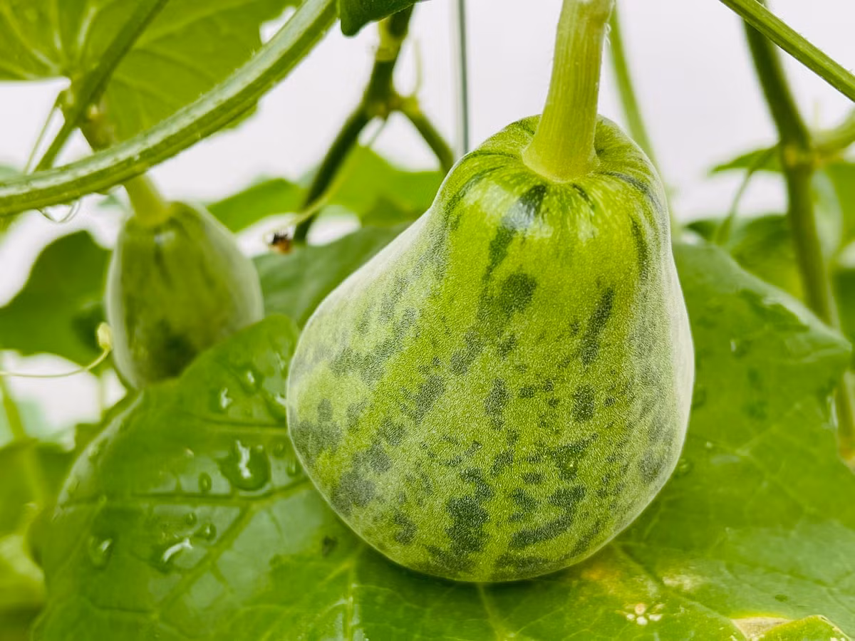 Ngoài rau, nam nghệ sĩ còn trồng thêm một số loại bầu, bí...để thay đổi món ăn theo ngày.