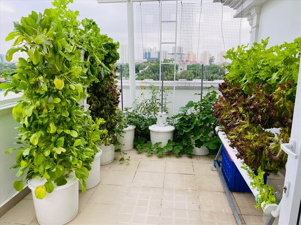 Nam MC bắt đầu trồng rau sạch trong tháp rau hữu cơ khoảng hơn 2 năm nay.
