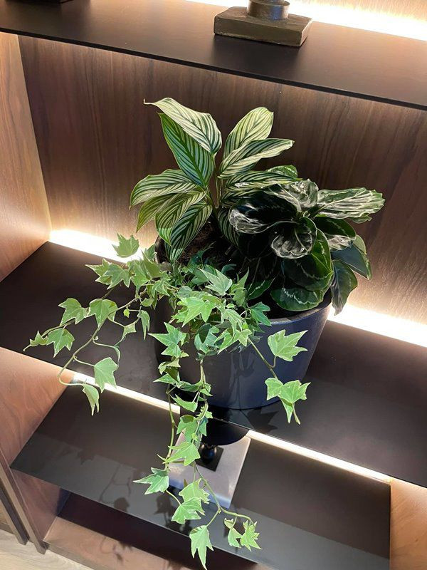 Hoa tươi và cây xanh dường như là thứ không thể thiếu trong nhà vợ chồng MC Thành Trung. Nguồn ảnh: FB Thành Trung Võ