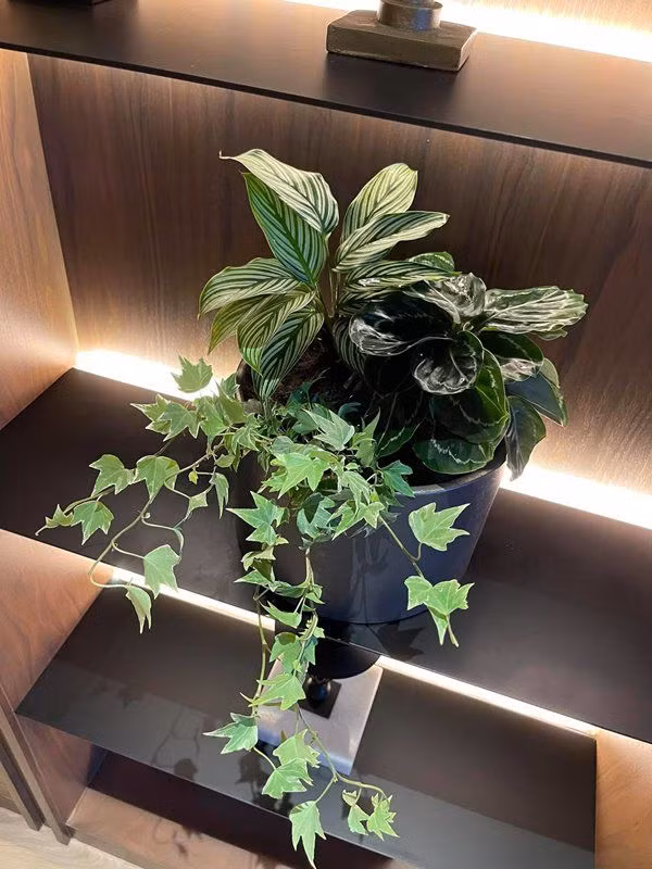 Hoa tươi và cây xanh dường như là thứ không thể thiếu trong nhà vợ chồng MC Thành Trung. Nguồn ảnh: FB Thành Trung Võ