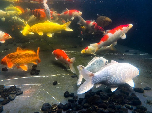 Bể cá này rộng khoảng 16m2, chứa khoảng 20 khối nước. Tổng đàn cá Koi của anh Chương lên tới 85 con. Ảnh: Dân trí