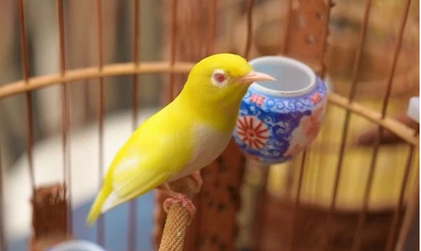 "Ông vua chim màu” Chương Tailor sưu tầm nhiều loại chim đột biến tự nhiên, nhiều con rất lạ như: Chim ngũ sắc đột biến, chào mào mắt đỏ ruby, chòe than đột biến có màu trắng, mắt đỏ, nữ hoàng hoàng mào (chào mào núi)...Ảnh: FBNV