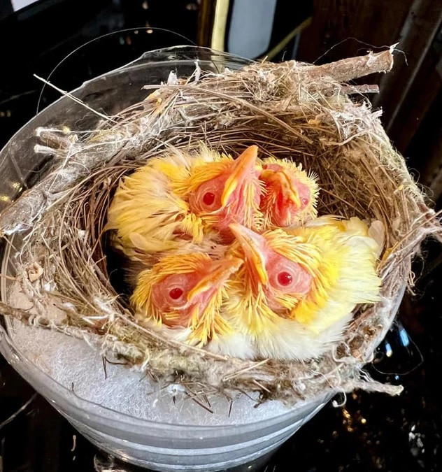 Anh Chương Tailor cho biết, đây là tổ hoàng khuyên 4 con duy nhất ở Việt Nam. Ảnh: FBNV