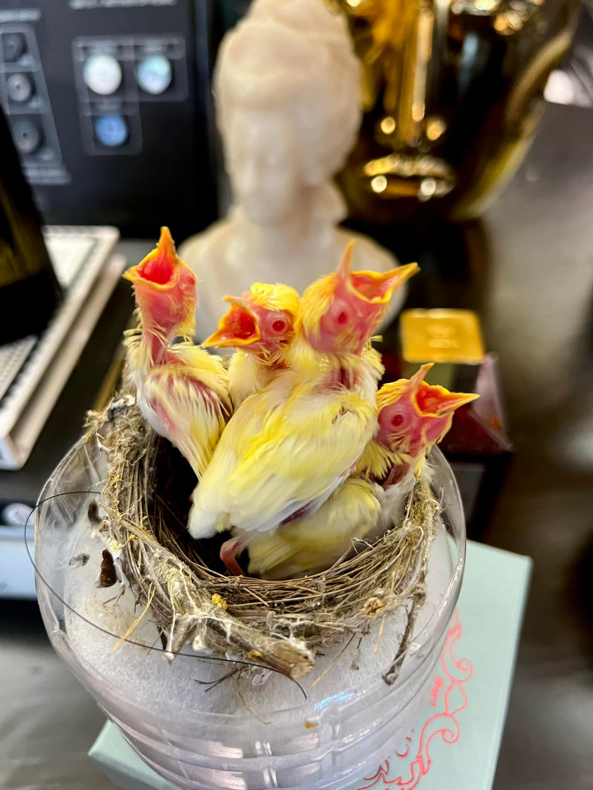 Mới đây, vị đại gia này đã chi tới hơn 400 triệu đồng để mua tổ chim non đột biến. Ảnh: FBNV