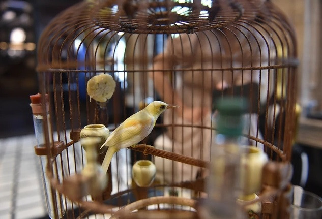 Chơi chim đẹp và hiếm nên lồng chim của anh Chương cũng thuộc dạng đắt đỏ bậc nhất, chủ yếu được anh đặt của các nghệ nhân Trung Quốc. Ảnh: Chuongtailor