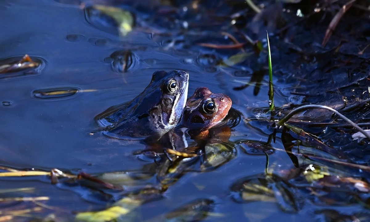 Hai con ếch đang giao phối trong một vũng nước tại khu bảo tồn thiên nhiên RSPB Loch Garten ở Aviemore, Scotland. (Ảnh: Ken Jack/Getty Images)