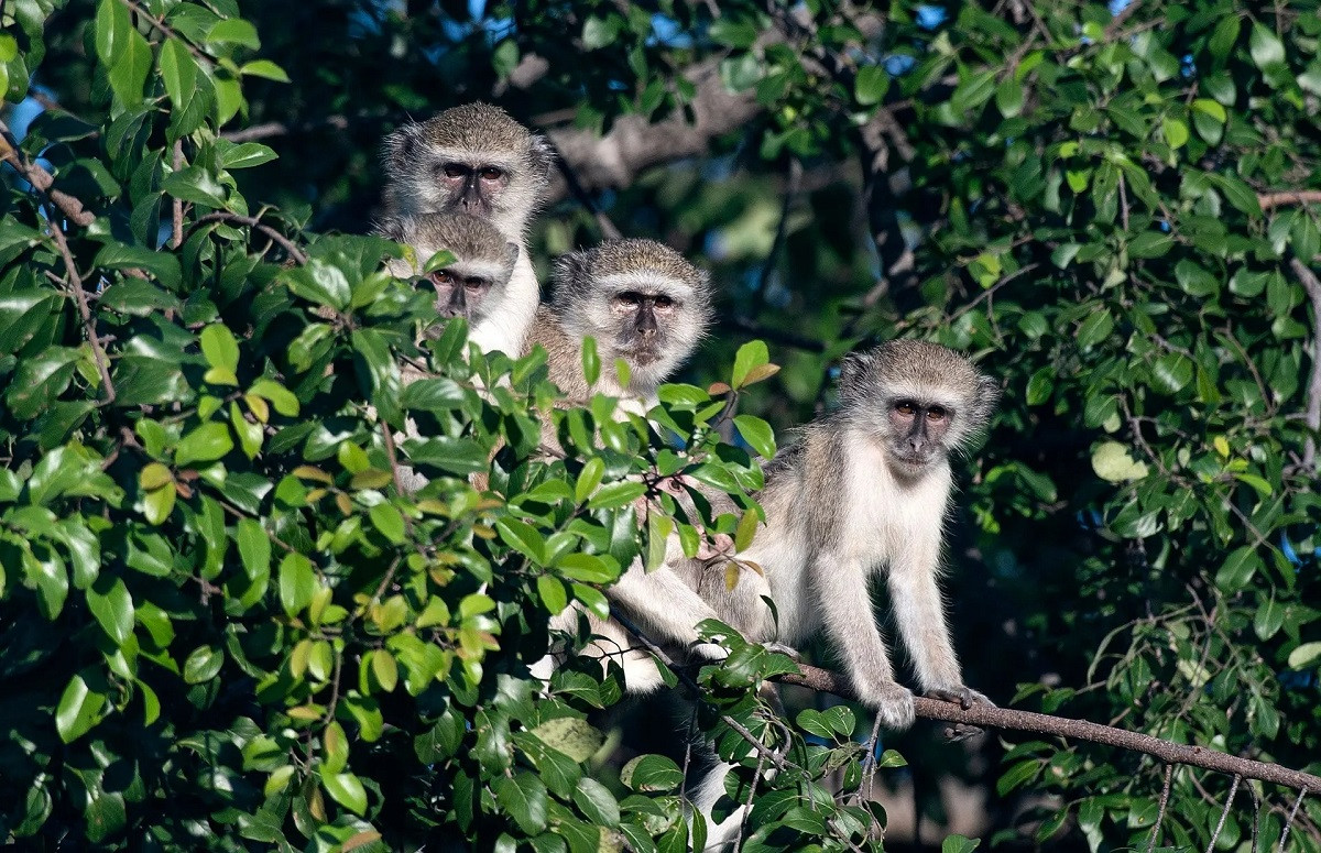 Những chú khỉ Vervet (tên khoa học là Chlorocebus pygerythrus) tại Vườn quốc gia Bwabwata của Namibia. (Ảnh: Xinhua/Rex/Shutterstock)