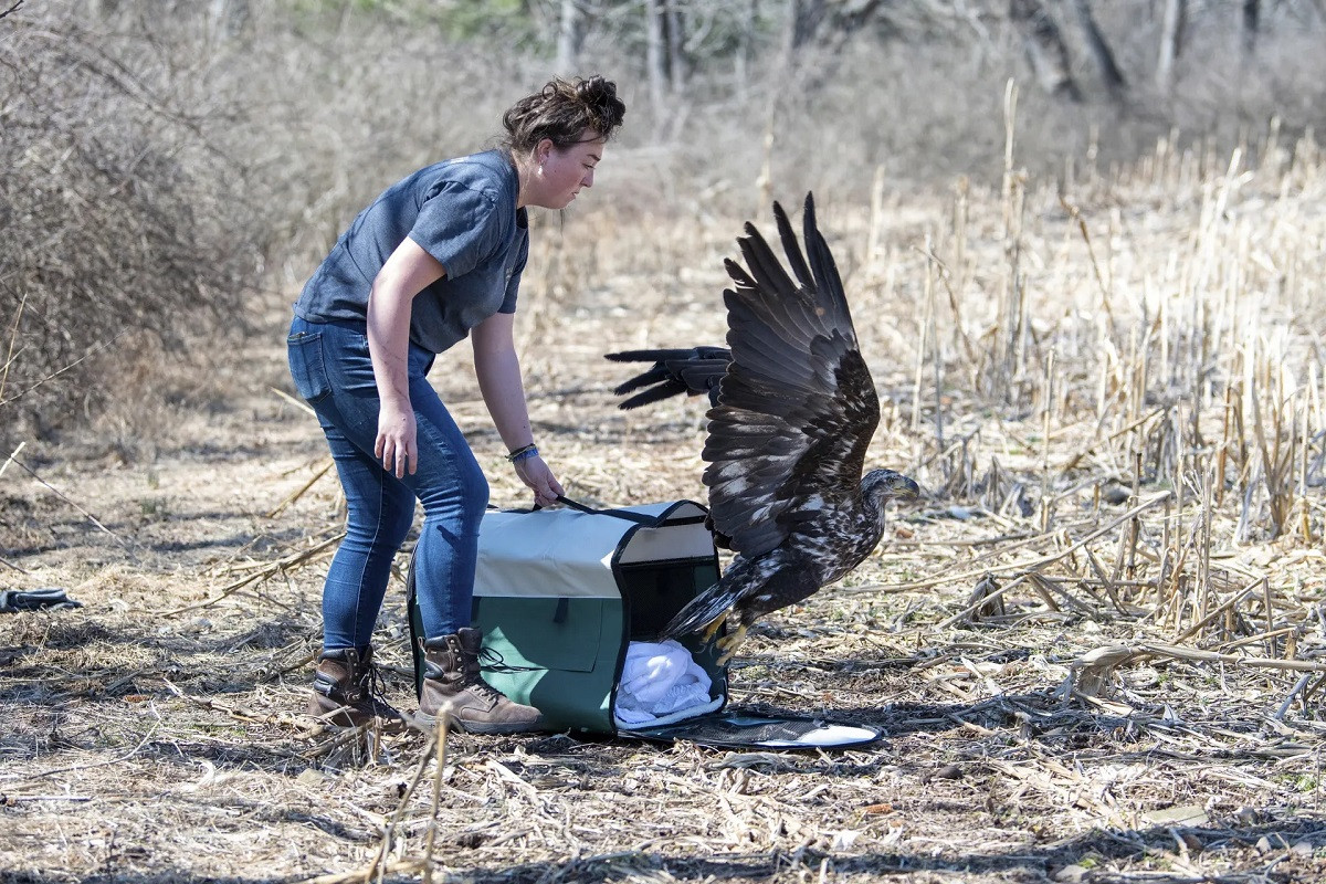 Kaley Egan, một nhân viên cứu hộ động vật hoang dã tại Trung tâm Động vật hoang dã Red Creek ở bang Pennsylvania (Mỹ), thả một con đại bàng đầu hói về môi trường tự nhiên. Con đại bàng này được phát hiện trong tình trạng bị bắn và đã được các nhân viên tại trung tâm chăm sóc để hồi phục sức khỏe. (Ảnh: David McKeown/AP/Guardian)