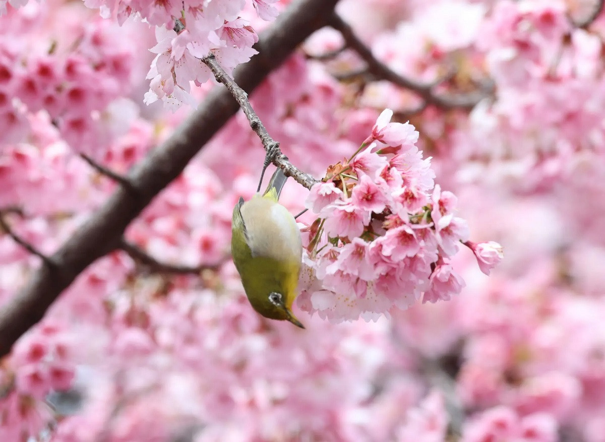 Một chú chim đậu trên cây anh đào tại Công viên Ueno ở Tokyo, Nhật Bản. Ngày 20/3, cơ quan khí tượng của Nhật Bản thông báo những cây anh đào đã chính thức nở hoa, đánh dấu sự bất đầu của mùa hoa anh đào 2022. (Ảnh: Yoshio Tsunoda/AFLO/Rex/Shutterstock)
